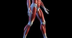 locomotor 1