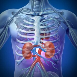 Renal