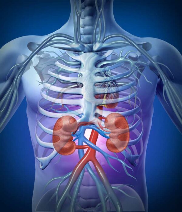 Renal