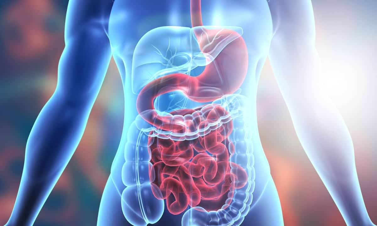 GIT & Metabolism – MNU